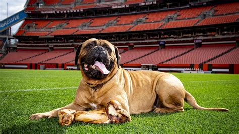 Cleveland browns mascots swagger